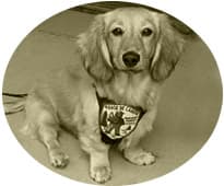 A golden retriever wearing a Forest Conservancy vest